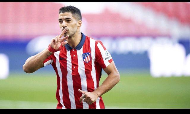 缩型升班马 缩型升班马